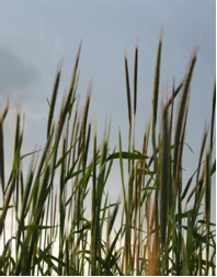 grass